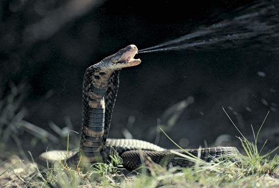 Spitting Cobra